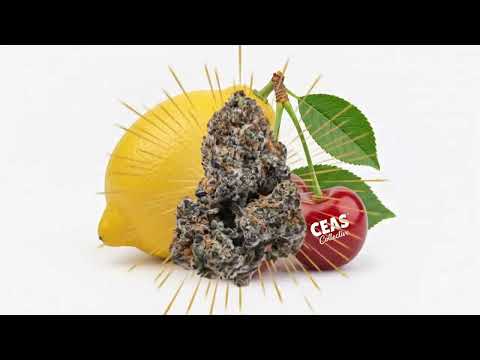 Lemon Cherry Gelato (Black)