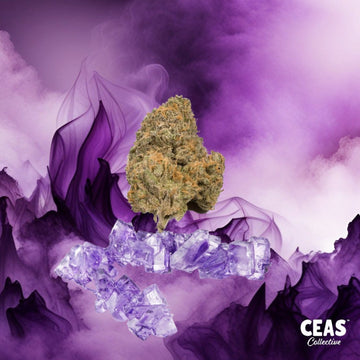 Purple Candy 7G - Ceas