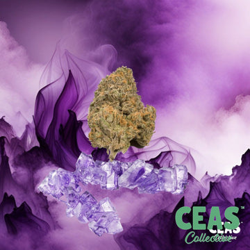 Purple Candy 7g - CEAS