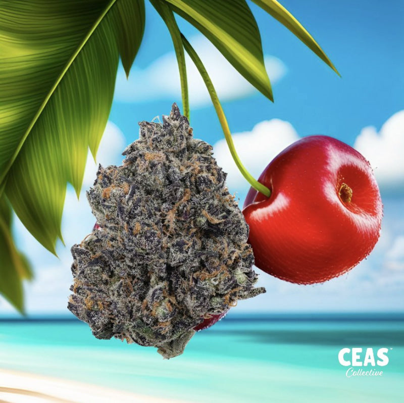 Tropical Cherry 7G - Ceas