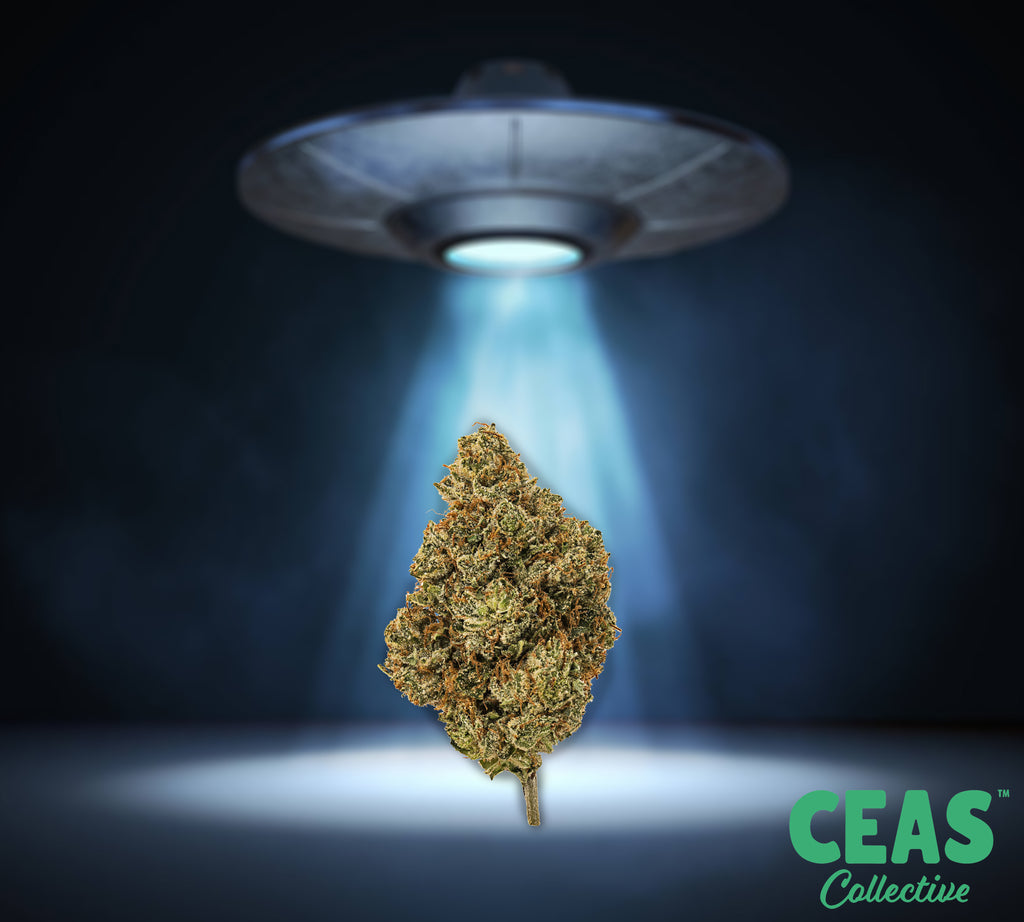 Alien Abduction 7g - CEAS