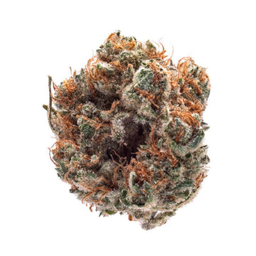 *Exotic Bogo* Bio-Diesel