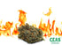 Sweet Fire OG | CEAS | Delivery