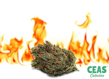 Sweet Fire OG | CEAS | Delivery
