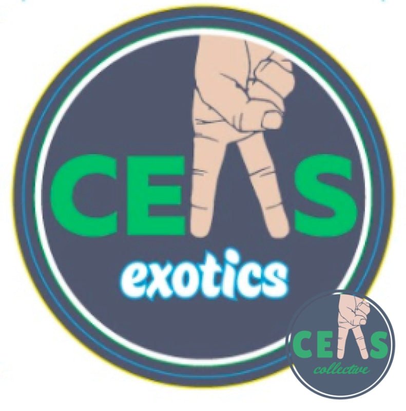Wookies - Ceas Exotics