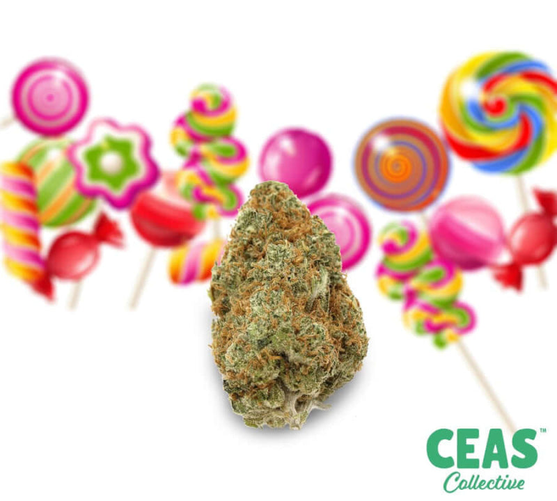 Candy Jack 7G - Ceas