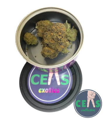 Gelato - Ceas Exotics