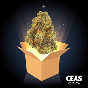 Glitter Box 7g - CEAS