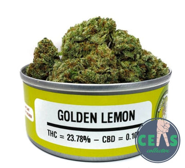 Golden Lemon - Space Monkey Meds