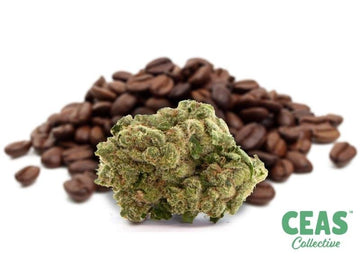 Coffee Kush - CEAS