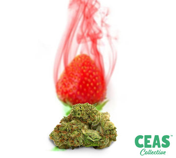 Strawberry Cough | CEAS