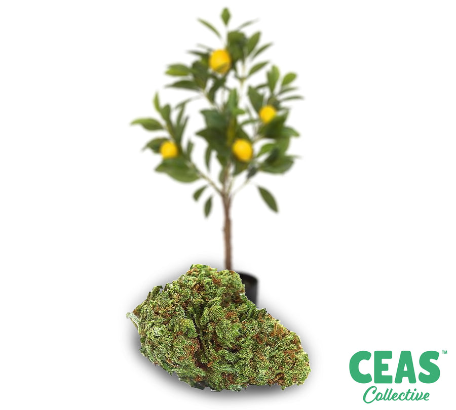 Lemon Tree - CEAS