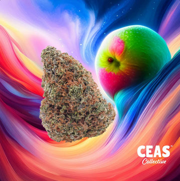 RS11 x Guava 7g - CEAS