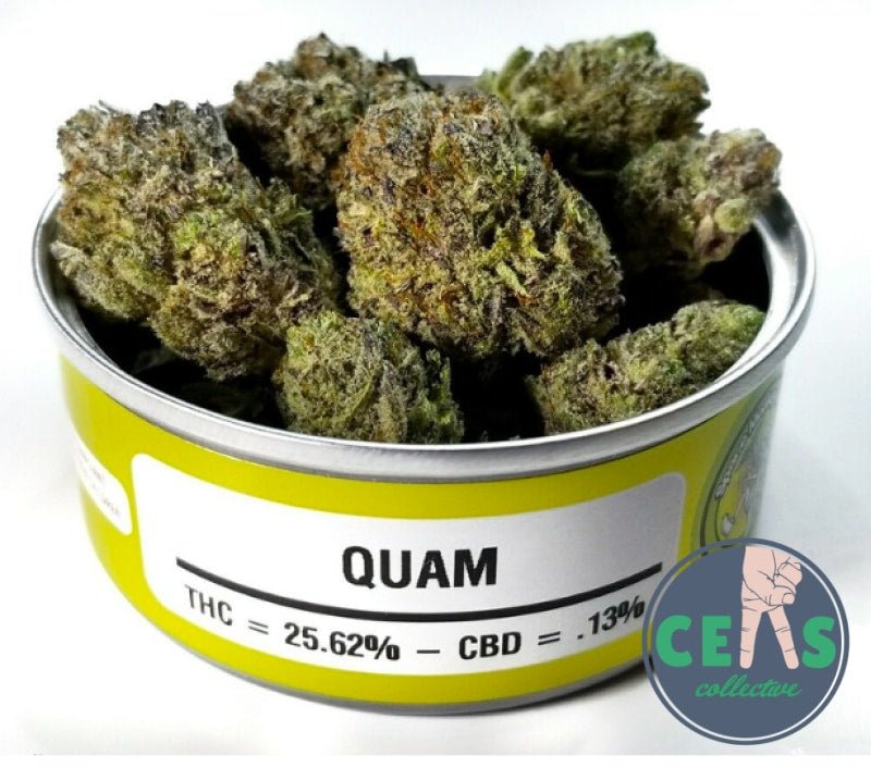 Quam - Space Money Meds