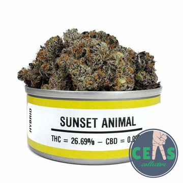 Sunset Animal - Space Monkey Meds