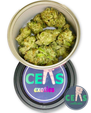 Pink Champagne - Ceas Exotics