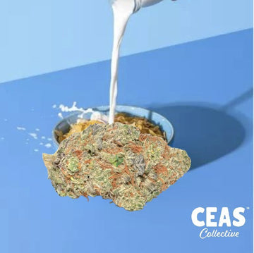 Cereal Milk 7g - CEAS