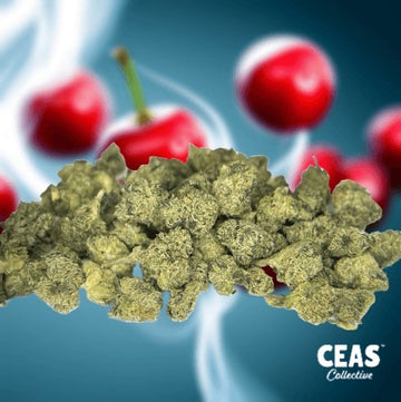 Cherry Cough CEAS 