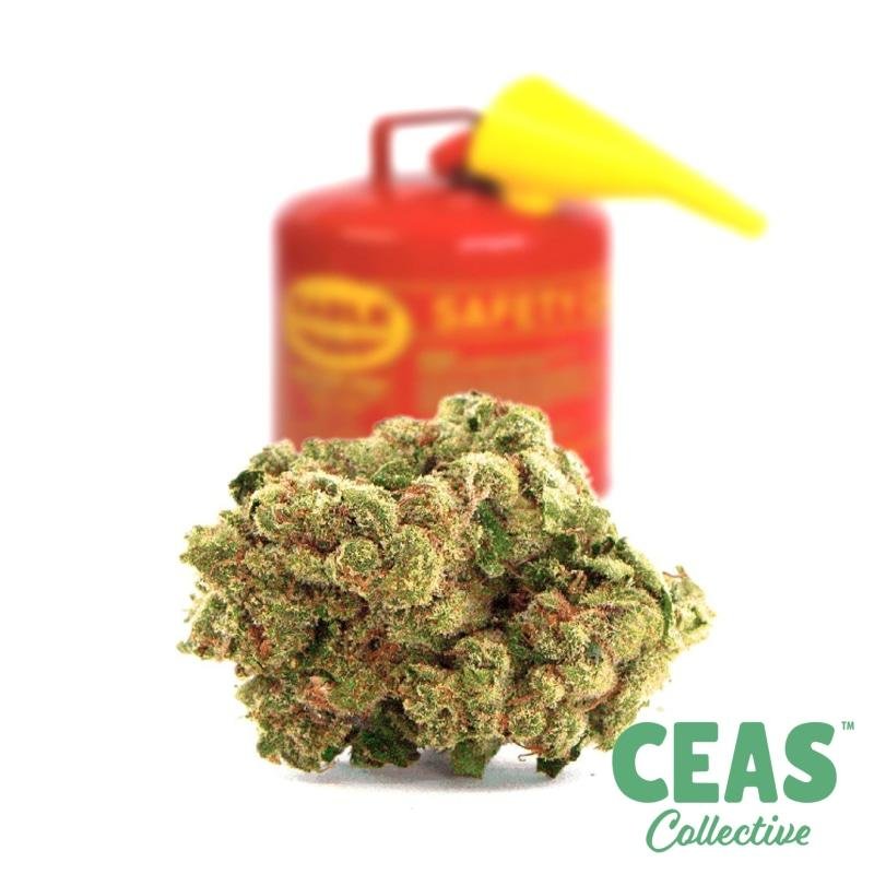 Gas 7g - CEAS