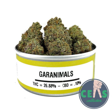 Garanimals- Space Monkey Meds