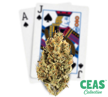 Black Jack - CEAS