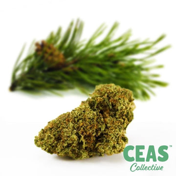 SFV OG - CEAS