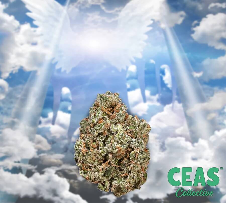 God's Gift 7g - CEAS